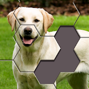 Download Hexa App on your Windows XP/7/8/10 and MAC PC